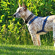 Kirby joined the competition — help win amazing prizes! alert, animal, canine, collar, daytime, dog, fur, grass, greenery, harness, leaf, nature, outdoor, pet, plant, side_view, spot, standing, summer, sunlight