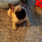 Athena is registered to the contest to win money with this photo: puppy, french_bulldog, dog, carpet, dog_bed, plush_toy, water_bowl, indoor, pet, cute, ears, looking_up, floor, small_dog, animal, young_dog, cozy, home, toy, sitting