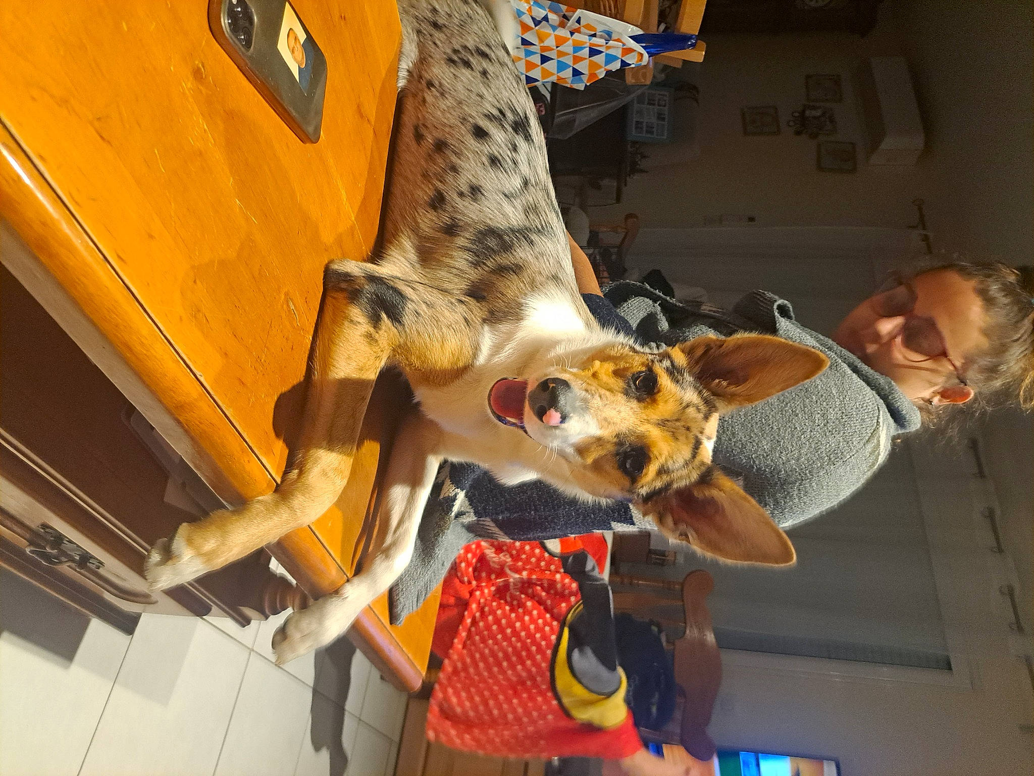 Atila participe au concours pour gagner de l'argent avec cette photo : engineering, fawn, fun, fur, organism, wood