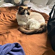 Apple joined the competition — help win amazing prizes! cat, blue_eyes, fluffy, bed, blanket, brown_blanket, pillow, plush_toy, elephant_toy, soft_toy, indoor, cozy, resting, fur, tail, domestic_cat, pet, animal, sleepy, comfortable
