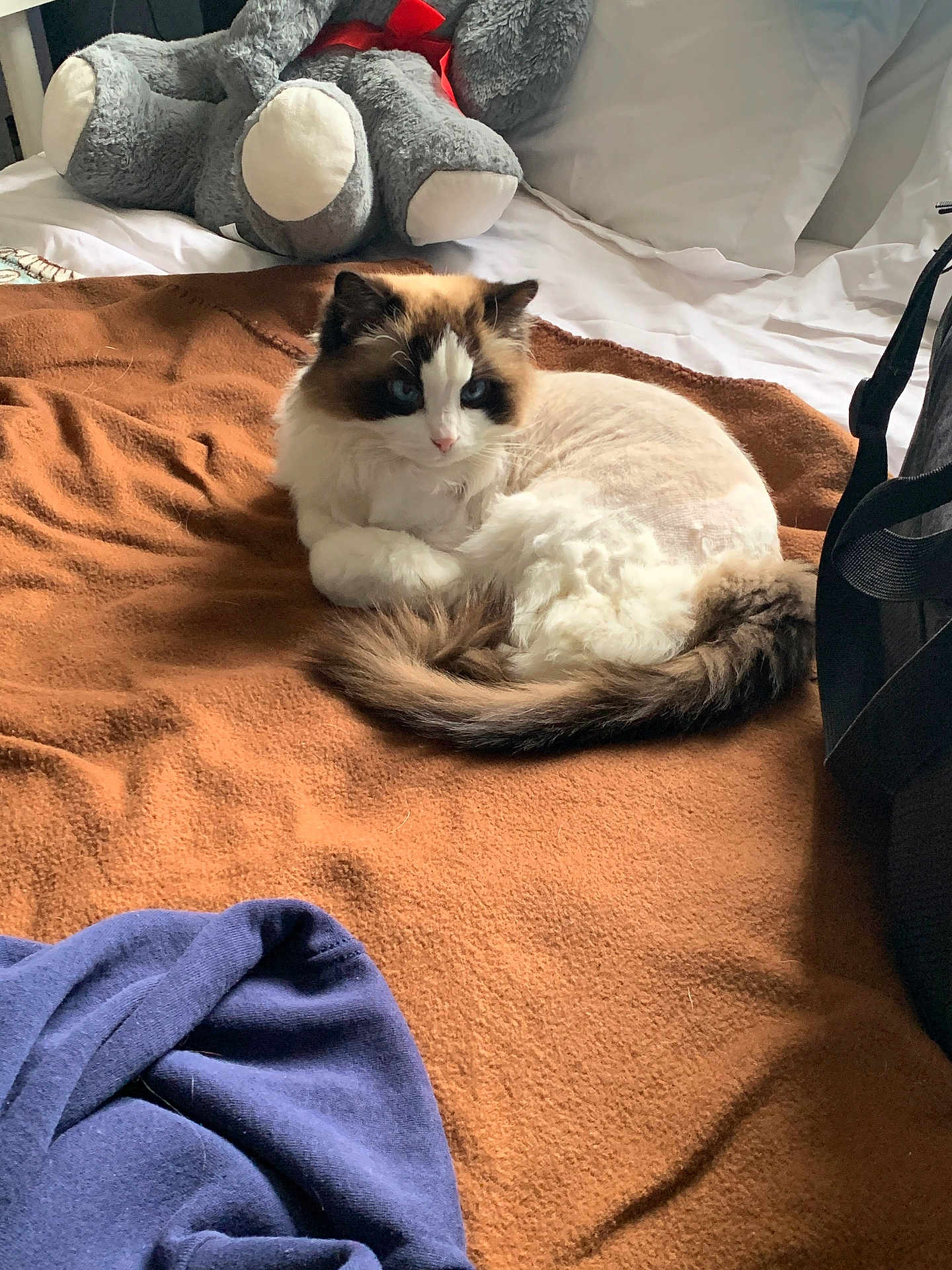 Apple joined the competition — help win amazing prizes! cat, blue_eyes, fluffy, bed, blanket, brown_blanket, pillow, plush_toy, elephant_toy, soft_toy, indoor, cozy, resting, fur, tail, domestic_cat, pet, animal, sleepy, comfortable