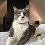 abyssinian, animal, bed, bedroom, blanket, cat, computer, couch, electronics, furniture, hardwood, indoors, interiordesign, kitten, laptop, manx, pc, pet, room, wood