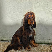 Moka a rejoint le concours — aidez-le/la à gagner de superbes lots ! dog, long_hair, sitting, brown, black, pet, animal, outdoor, wall, floor, texture, calm, portrait, canine, eyes, fur, expression, quiet, companion, natural_light