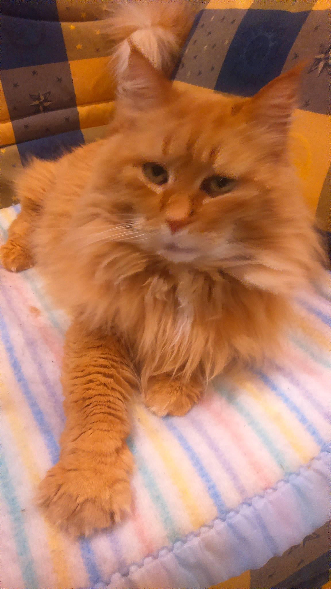 Ethan a rejoint le concours — aidez-le/la à gagner de superbes lots ! asian_semi_longhair, british_longhair, british_semi_longhair, carnivore, cat, cymric, domestic_long_haired_cat, fawn, felidae, fur, kurilian_bobtail, maine_coon, mammal, norwegian_forest_cat, ragamuffin, siberian, small_to_medium_sized_cats, somali, vertebrate, whiskers