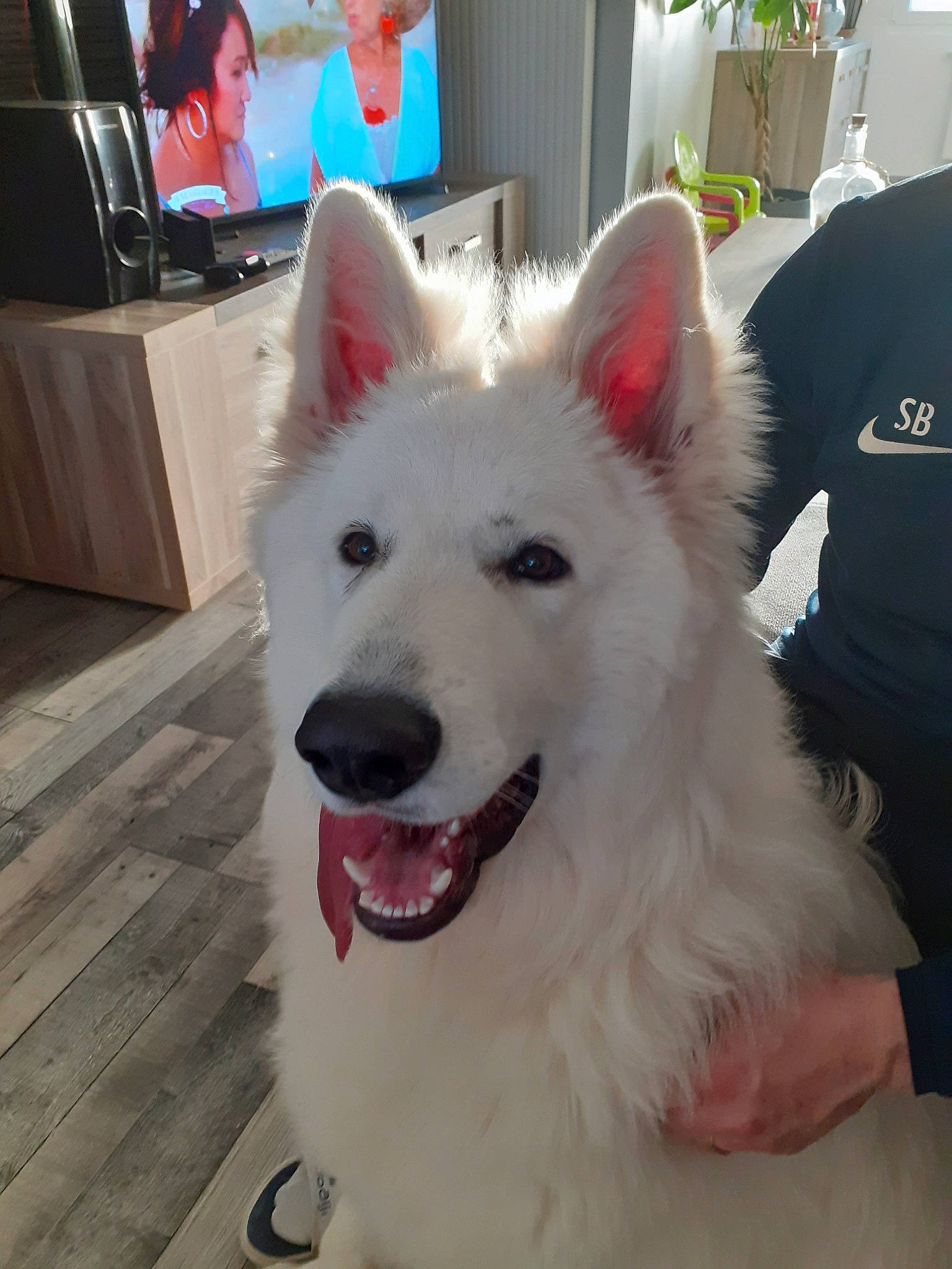 Pumba participe au concours pour gagner de l'argent avec cette photo : ancient_dog_breeds, berger_blanc_suisse, canidae, carnivore, dog, dog_breed, head, indian_spitz, mammal, samoyed, vertebrate, white_shepherd