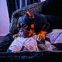 Amiri is registered to the contest to win money with this photo: animal, black, blanket, brown, bulldog, couch, dog, ears, fur, furniture, home, indoor, paw, pet, pillow, portrait, relaxed, resting, sleepy, snout