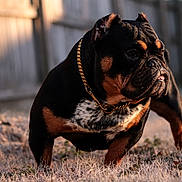 Amiri is registered to the contest to win money with this photo: dog, bulldog, pet, outdoor, grass, collar, chain, brown, black, white_spots, fence, sunlight, animal, mammal, portrait, alert, tongue_out, close_up, daytime, nature