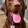 dog, brown_dog, labrador, pet, tongue_out, close_up, portrait, collar, dog_tag, happy, panting, nose, eyes, indoor, blurred_background, shallow_depth_of_field, mobile_screenshot, phone_ui, top_bar, smiling_dog