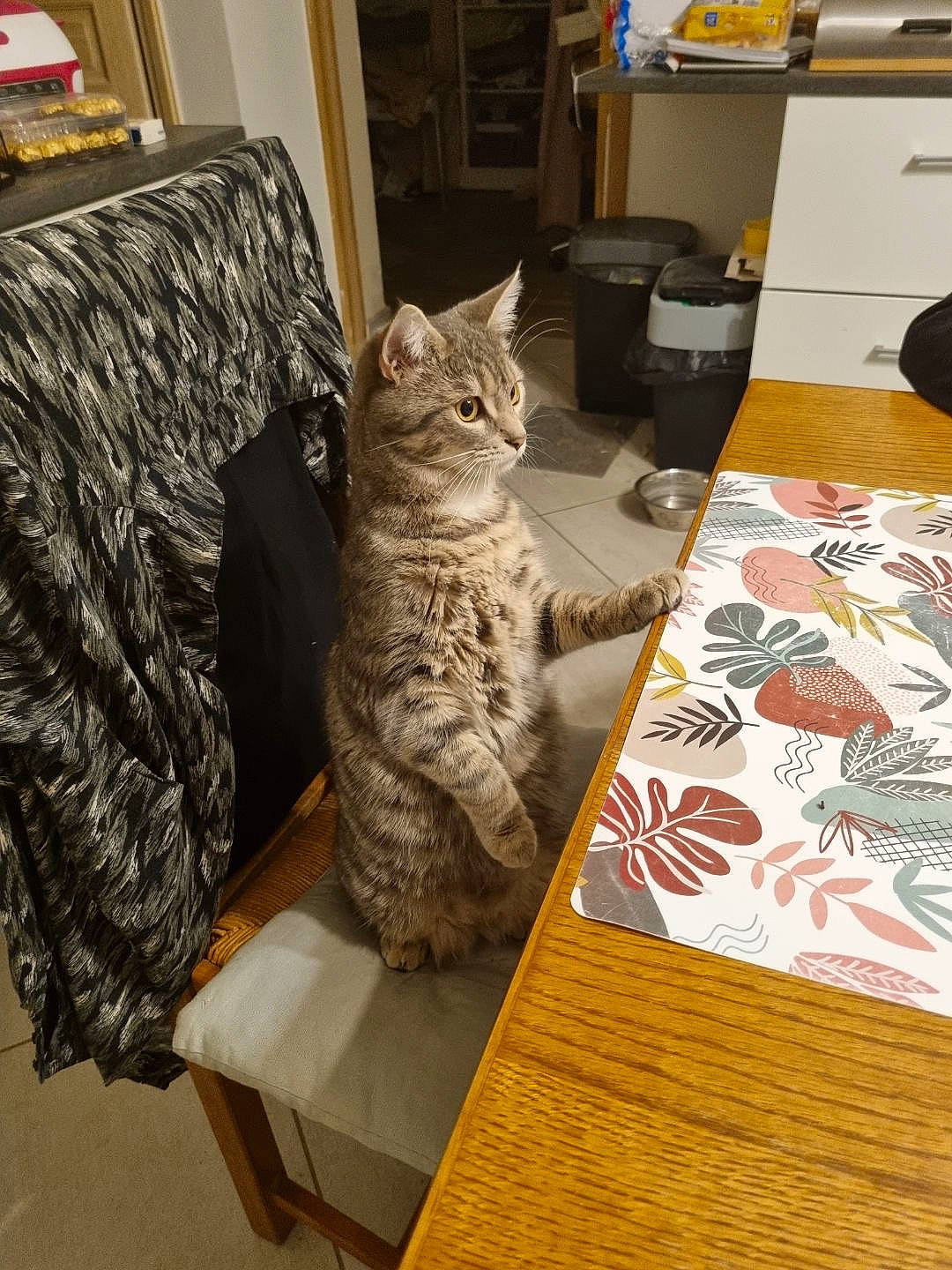 Tixy a rejoint le concours — aidez-le/la à gagner de superbes lots ! art, carnivore, cat, comfort, domestic_short_haired_cat, drawer, felidae, floor, flooring, fur, grey, hardwood, pattern, room, small_to_medium_sized_cats, table, tail, textile, whiskers, wood