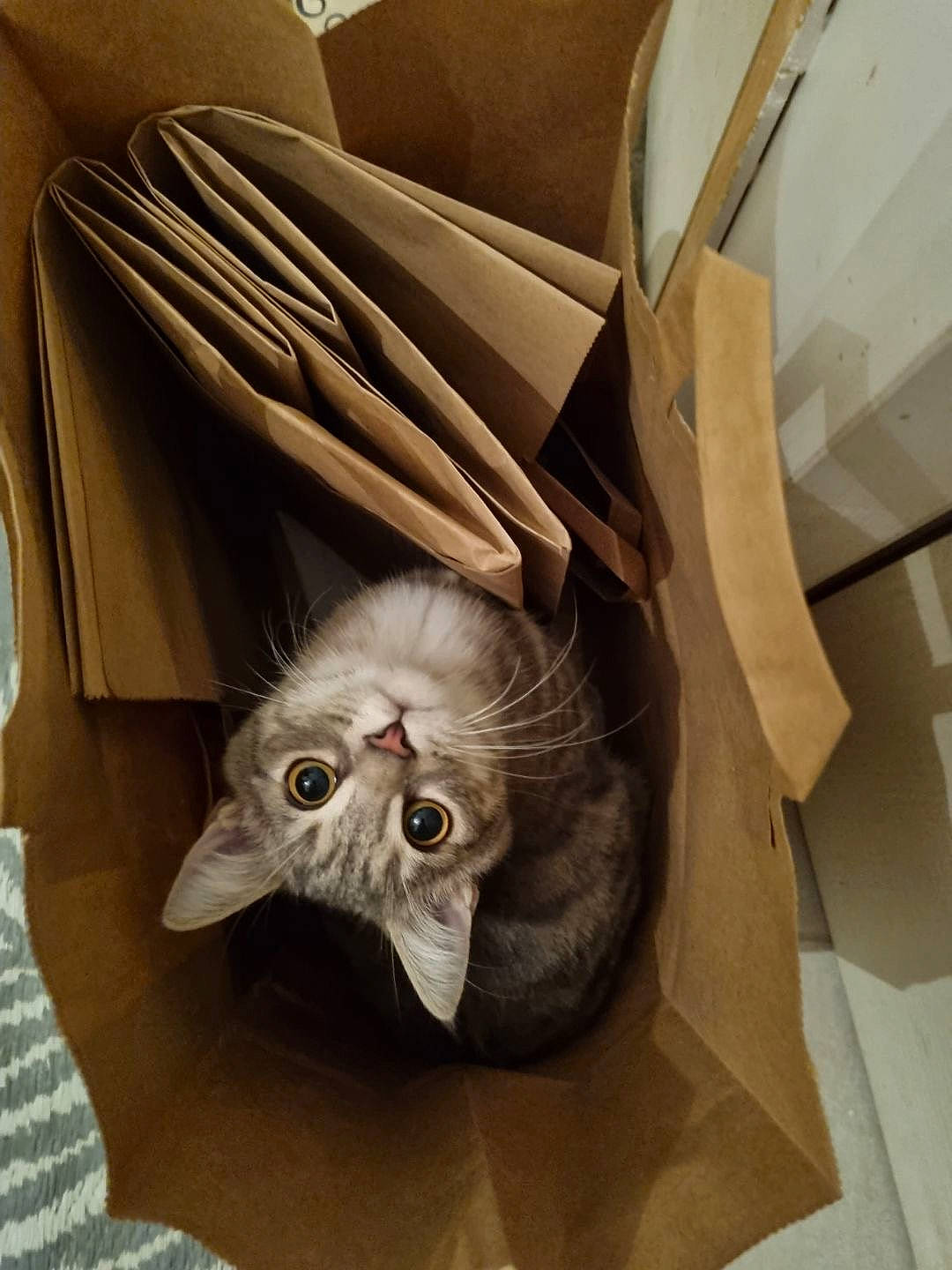 Tixy participe au concours pour gagner de l'argent avec cette photo : art, beard, carmine, carnivore, cat, comfort, domestic_short_haired_cat, fawn, felidae, fur, glasses, grey, hardwood, moustache, paper, room, small_to_medium_sized_cats, tail, whiskers, wood