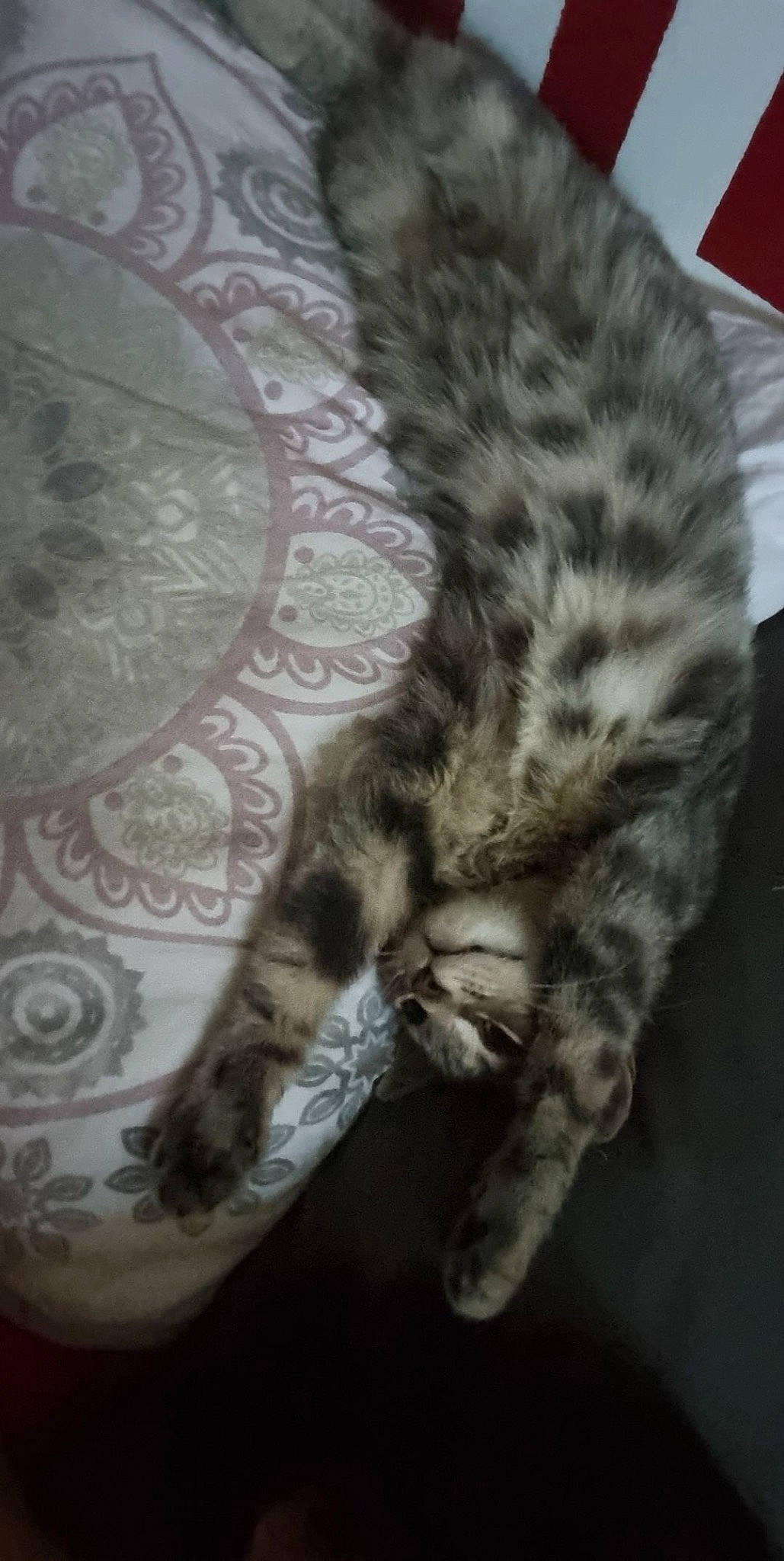 Tixy a rejoint le concours — aidez-le/la à gagner de superbes lots ! carnivore, cat, claw, comfort, domestic_short_haired_cat, felidae, foot, fur, human_leg, nap, pattern, paw, small_to_medium_sized_cats, snout, tail, terrestrial_animal, whiskers