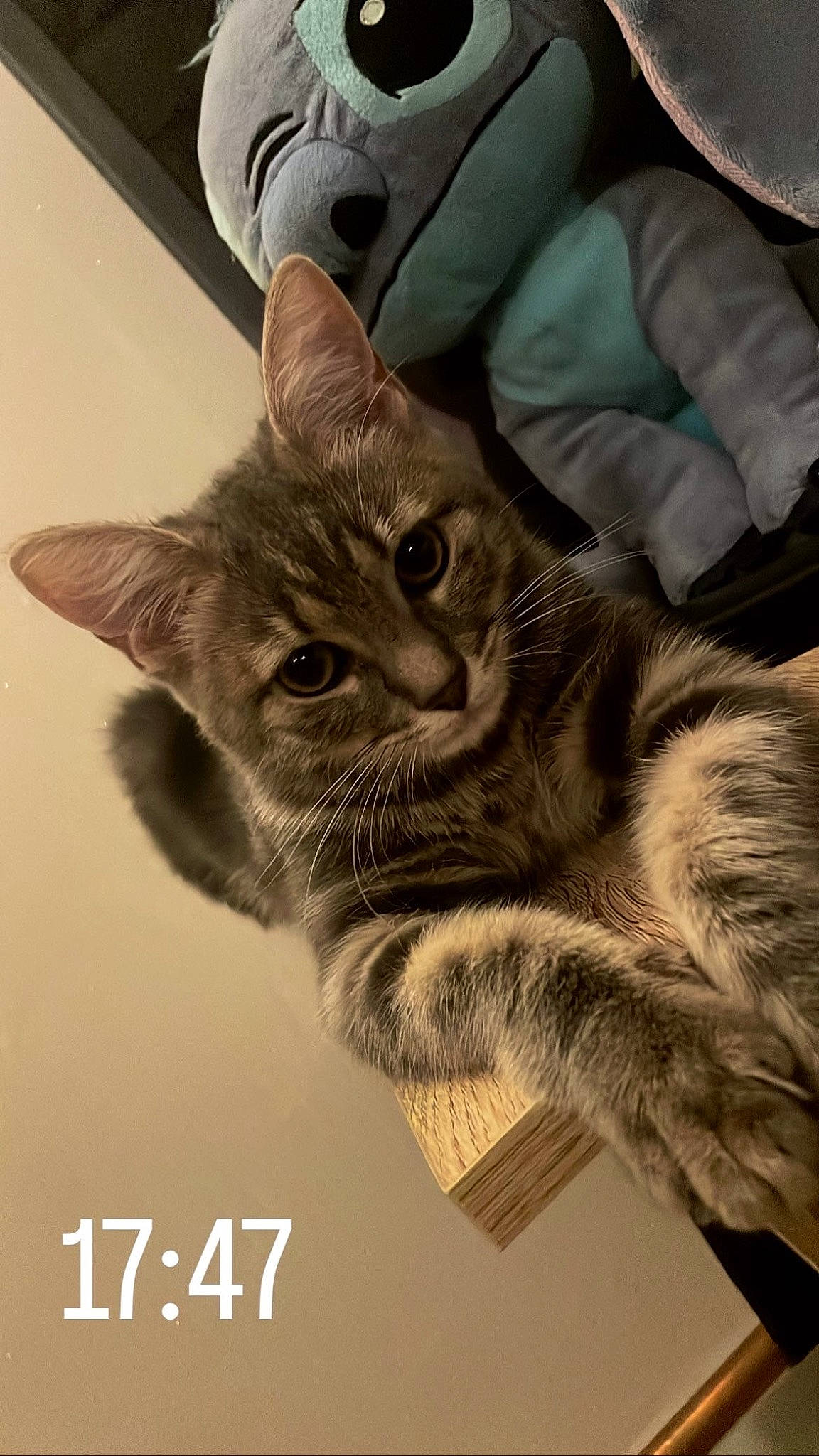 Misty a rejoint le concours — aidez-le/la à gagner de superbes lots ! carnivore, cat, claw, comfort, domestic_short_haired_cat, felidae, fur, gesture, paw, photo_caption, small_to_medium_sized_cats, snout, tail, whiskers