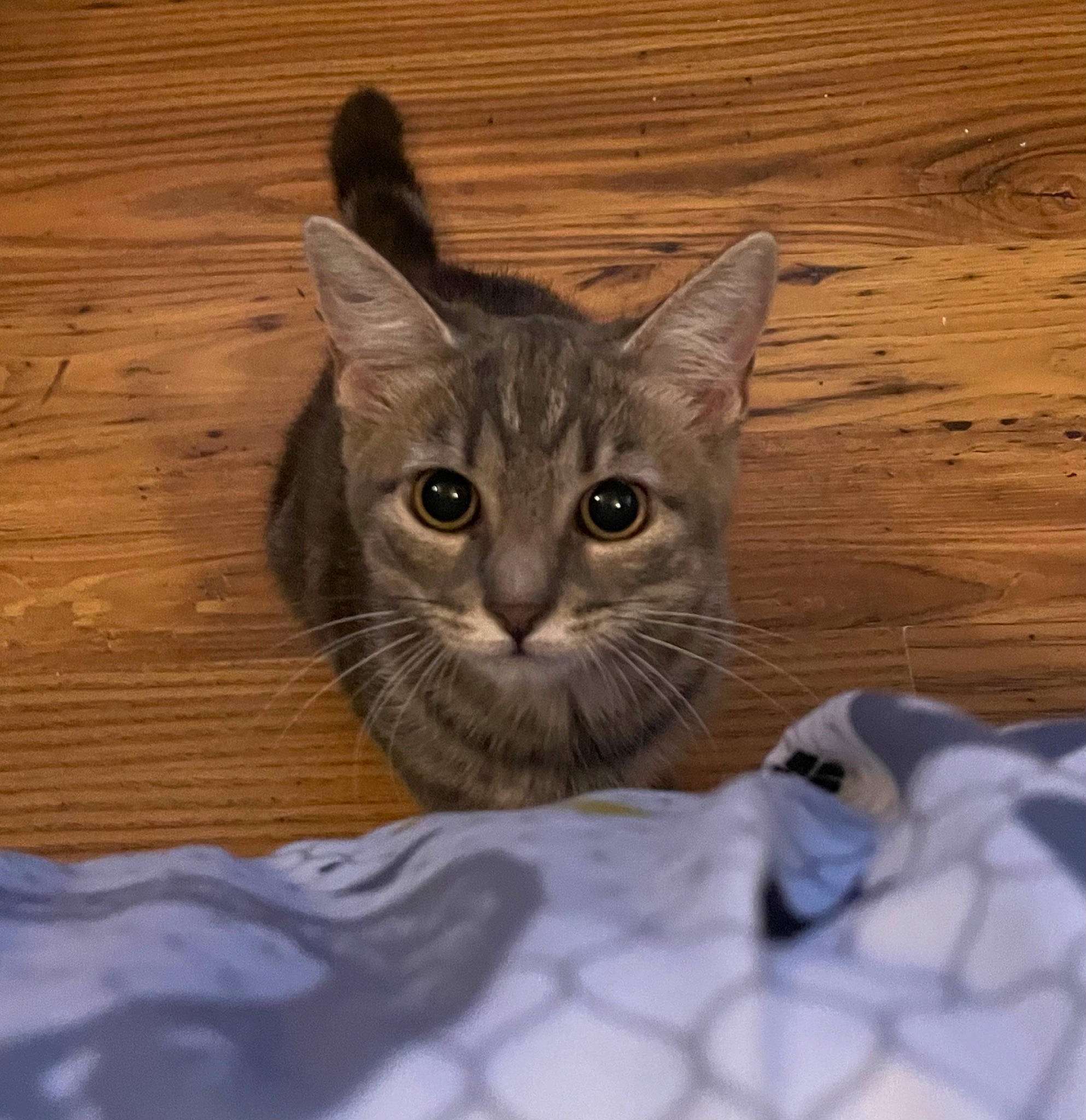 Misty a rejoint le concours — aidez-le/la à gagner de superbes lots ! carnivore, cat, comfort, domestic_short_haired_cat, felidae, flooring, fur, grey, hardwood, paw, plank, small_to_medium_sized_cats, snout, tail, terrestrial_animal, varnish, whiskers, wood, wood_flooring, wood_stain