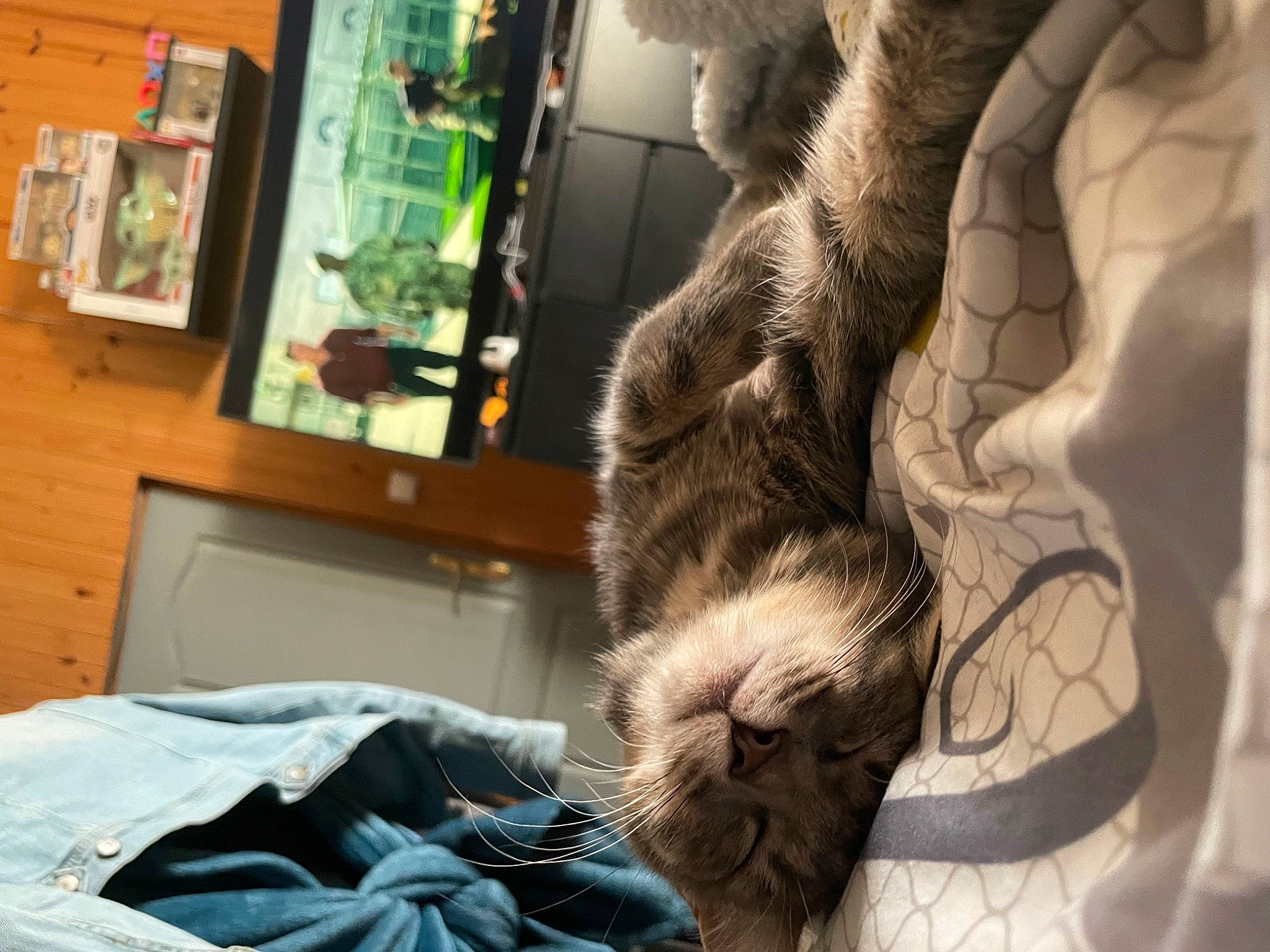 Misty participe au concours pour gagner de l'argent avec cette photo : cat, claw, comfort, dog_breed, domestic_short_haired_cat, fawn, felidae, foot, fur, fur_clothing, gesture, human_leg, natural_material, picture_frame, room, small_to_medium_sized_cats, snout, tail, tree, whiskers