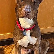 Anton joined the competition — help win amazing prizes! alert, animal, brown_dog, canine, companion, dog, domestic_animal, ears_up, floor, fur, house, indoor, kitchen_cabinets, looking_at_camera, paw, pet, red_collar, sitting, white_chest, wooden_floor