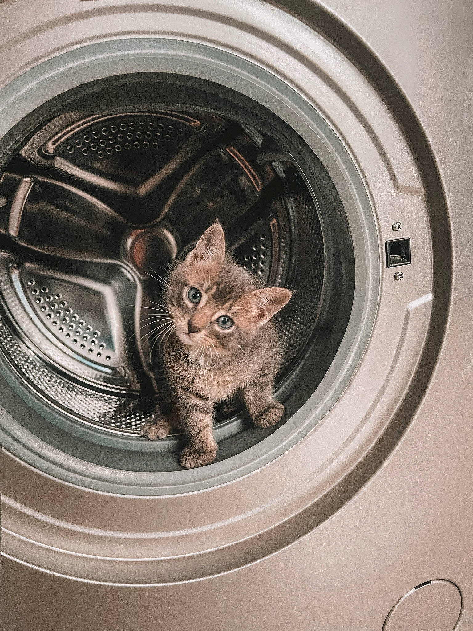 Poupouille a rejoint le concours — aidez-le/la à gagner de superbes lots ! alloy_wheel, auto_part, automotive_design, automotive_exterior, automotive_lighting, automotive_tire, automotive_wheel_system, carnivore, cat, circle, clothes_dryer, felidae, fender, motor_vehicle, rim, small_to_medium_sized_cats, snout, vehicle_door, washing_machine, whiskers