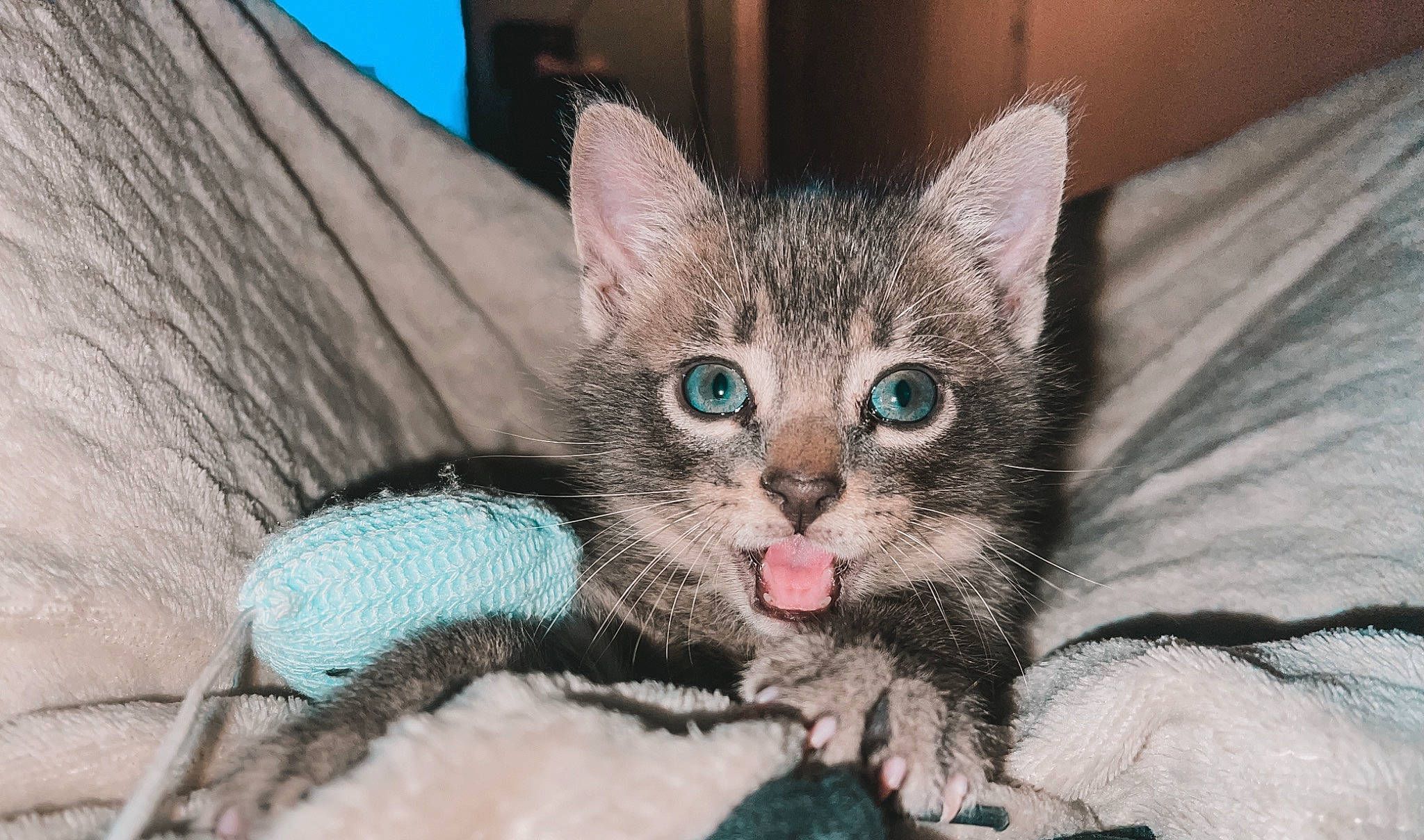 Poupouille participe au concours pour gagner de l'argent avec cette photo : carnivore, cat, claw, close_up, comfort, domestic_short_haired_cat, fawn, felidae, foot, fur, paw, sitting, small_to_medium_sized_cats, snout, tail, terrestrial_animal, whiskers, wildlife