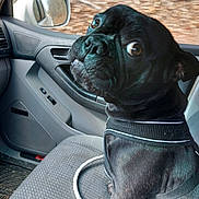 Ollie is registered to the contest to win money with this photo: dog, black_dog, car_interior, passenger_seat, seat, window, side_mirror, leash, pet, canine, looking_back, curious, close_up, animal, transportation, vehicle, seat_cover, indoor, companion, travel