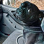 dog, black_dog, car_interior, passenger_seat, seat, window, side_mirror, leash, pet, canine, looking_back, curious, close_up, animal, transportation, vehicle, seat_cover, indoor, companion, travel