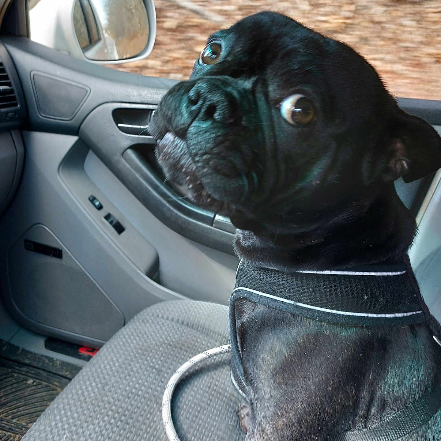 Ollie is registered to the contest to win money with this photo: animal, black_dog, canine, car_interior, close_up, companion, curious, dog, indoor, leash, looking_back, passenger_seat, pet, seat, seat_cover, side_mirror, transportation, travel, vehicle, window