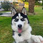 Vasco Meret a rejoint le concours — aidez-le/la à gagner de superbes lots ! dog, siberian_husky, blue_eyes, tongue_out, paw, heart_shaped_tag, grass, outdoor, tree, bush, stone, garden, sunlight, pet, animal, friendly, nature, playful, fence, person_leg