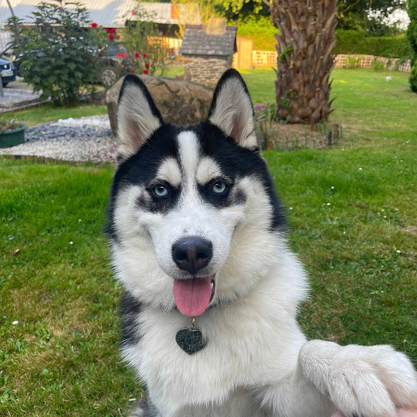Vasco Meret a rejoint le concours — aidez-le/la à gagner de superbes lots ! animal, blue_eyes, bush, dog, fence, friendly, garden, grass, heart_shaped_tag, nature, outdoor, paw, person_leg, pet, playful, siberian_husky, stone, sunlight, tongue_out, tree
