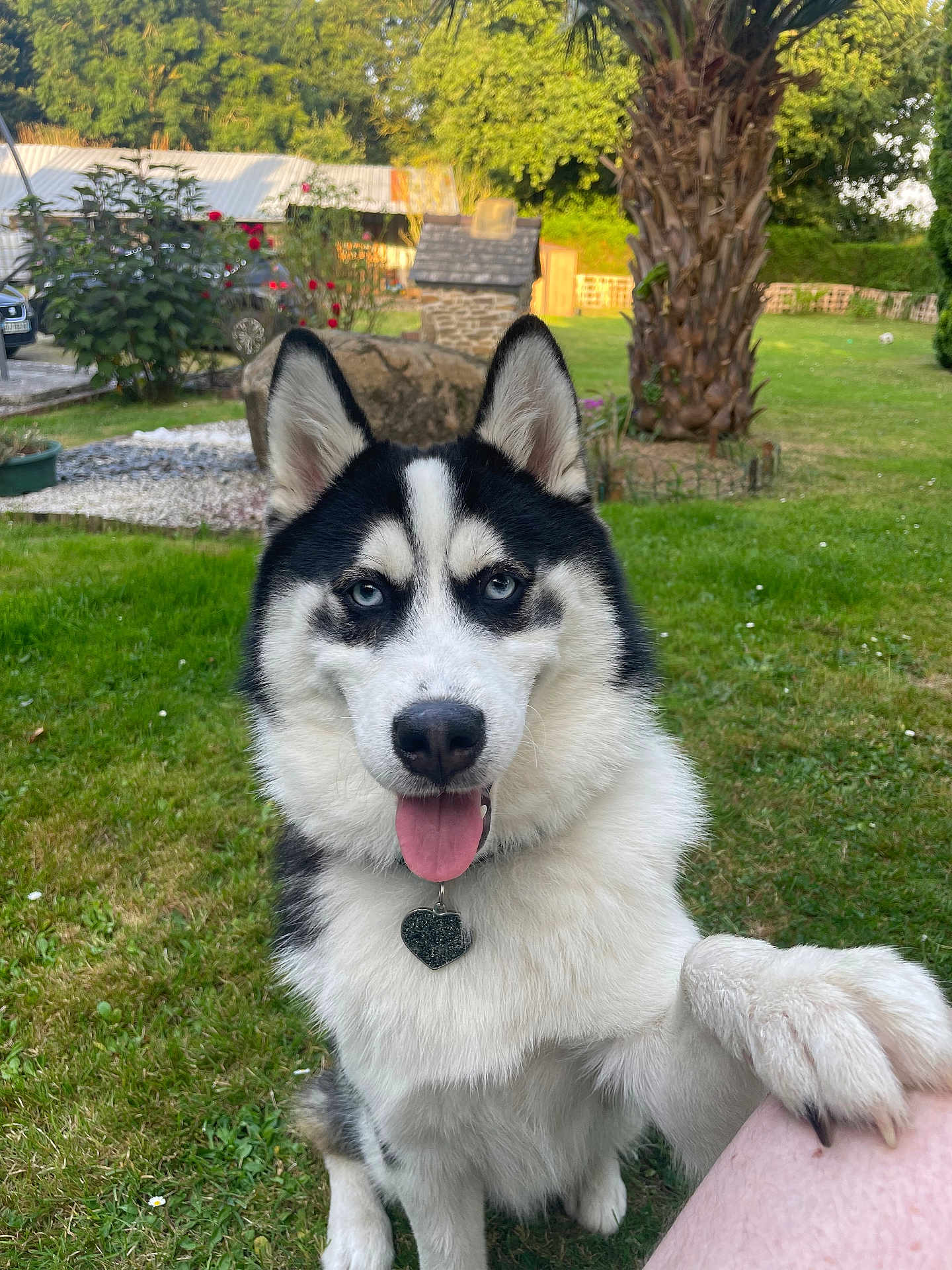 Vasco Meret a rejoint le concours — aidez-le/la à gagner de superbes lots ! dog, siberian_husky, blue_eyes, tongue_out, paw, heart_shaped_tag, grass, outdoor, tree, bush, stone, garden, sunlight, pet, animal, friendly, nature, playful, fence, person_leg