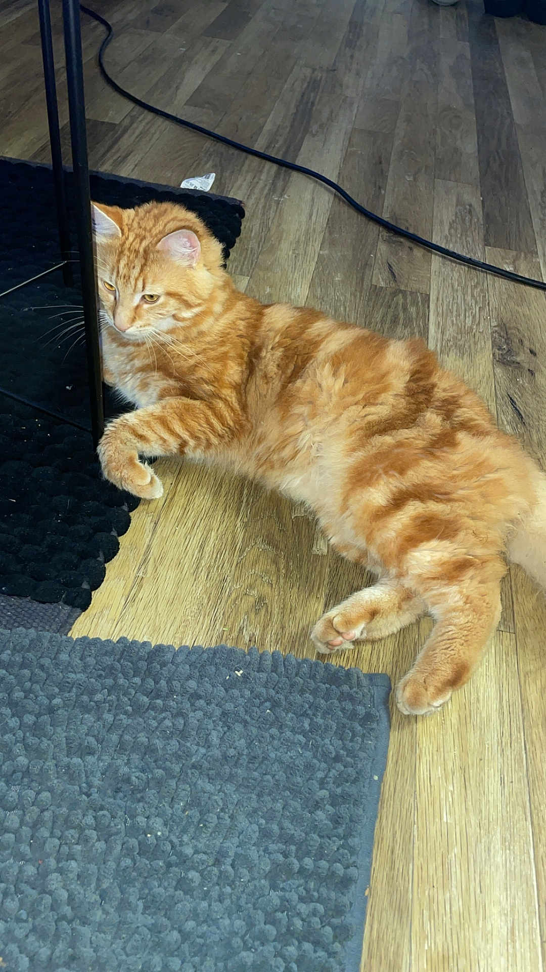 Princesse a rejoint le concours — aidez-le/la à gagner de superbes lots ! cat, orange_tabby, fluffy, lying_down, wooden_floor, rug, black_rug, furniture_leg, indoor, pet, curious, whiskers, ears, paws, relaxed, home, domestic_cat, flooring, reflection, cozy