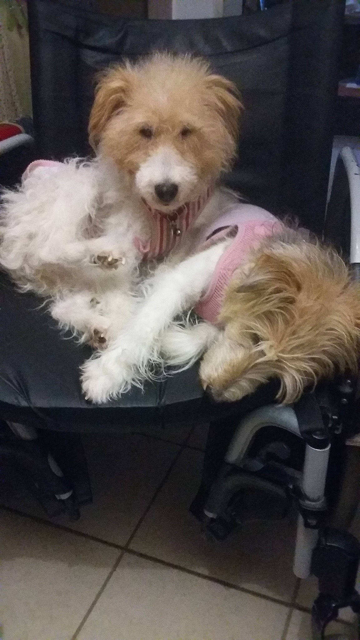 Cerise Et Crevette participe au concours pour gagner de l'argent avec cette photo : canidae, carnivore, cockapoo, companion_dog, dog, dog_breed, havanese, maltepoo, maltese, mammal, poodle, poodle_crossbreed, puppy, rare_breed_dog, schnoodle, sporting_lucas_terrier, terrier, tibetan_terrier, toy_dog, vertebrate