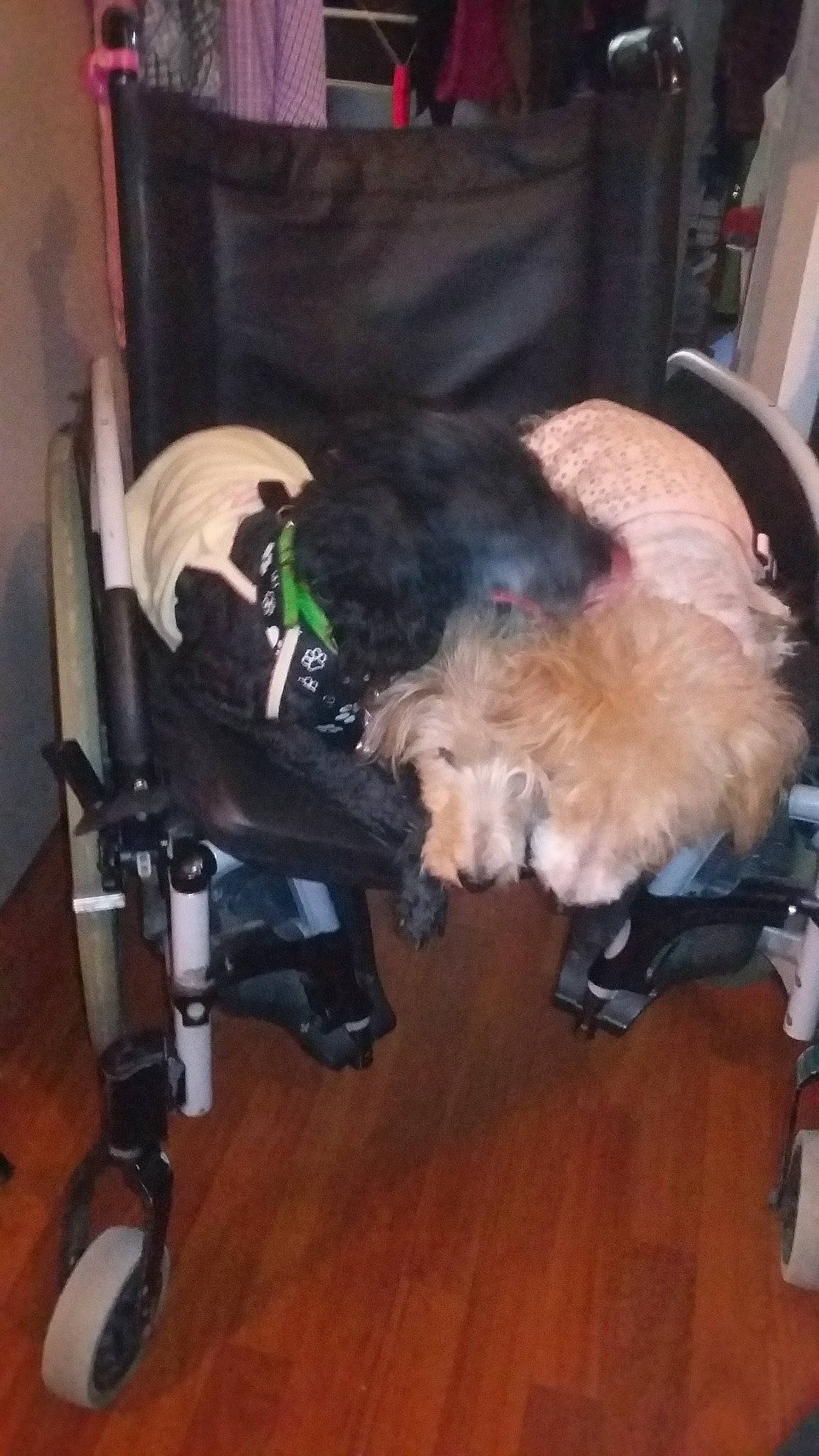 Cerise Et Crevette a rejoint le concours — aidez-le/la à gagner de superbes lots ! canidae, dog_breed, fawn, sporting_group