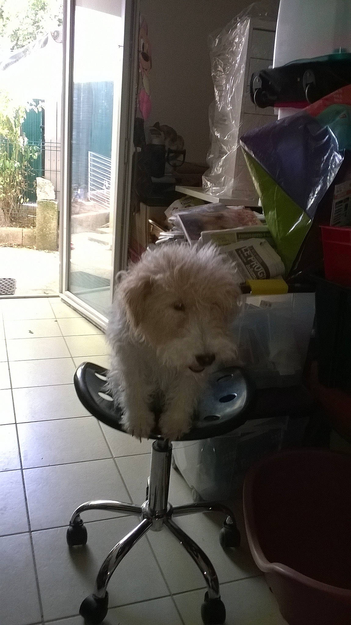 Crevette a rejoint le concours — aidez-le/la à gagner de superbes lots ! bichon, bolognese, canidae, carnivore, companion_dog, dog, dog_breed, maltese, mammal, non_sporting_group, terrier, toy_dog, west_highland_white_terrier