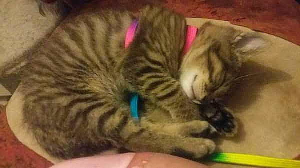 Niki Et Olympe participe au concours pour gagner de l'argent avec cette photo : asian, california_spangled, carnivore, cat, domestic_short_haired_cat, dragon_li, european_shorthair, felidae, fur, kitten, nap, paw, pixie_bob, sleep, small_to_medium_sized_cats, snout, tabby_cat, toyger, whiskers