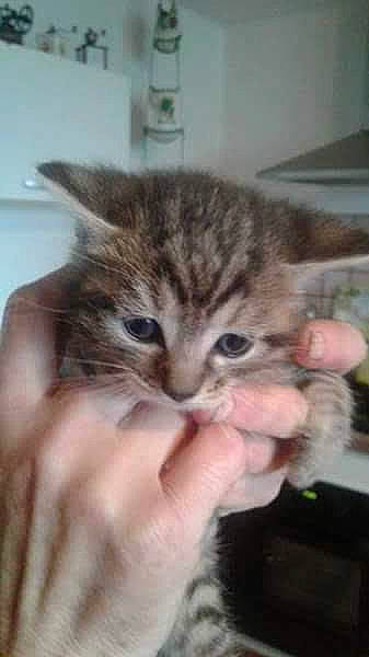 Niki Et Olympe a rejoint le concours — aidez-le/la à gagner de superbes lots ! american_shorthair, asian, bengal, carnivore, cat, domestic_short_haired_cat, dragon_li, european_shorthair, fawn, felidae, kitten, mammal, pixie_bob, siberian, small_to_medium_sized_cats, tabby_cat, vertebrate, whiskers