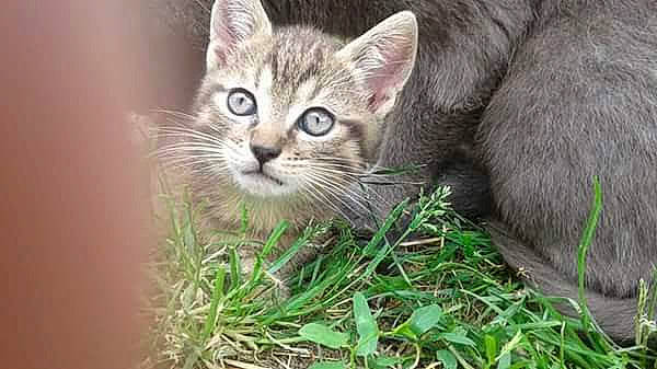 Niki Et Olympe a rejoint le concours — aidez-le/la à gagner de superbes lots ! asian, carnivore, cat, domestic_short_haired_cat, dragon_li, european_shorthair, felidae, grass, kitten, mammal, nebelung, organism, pixie_bob, plant, siberian, small_to_medium_sized_cats, snout, tabby_cat, whiskers, wild_cat