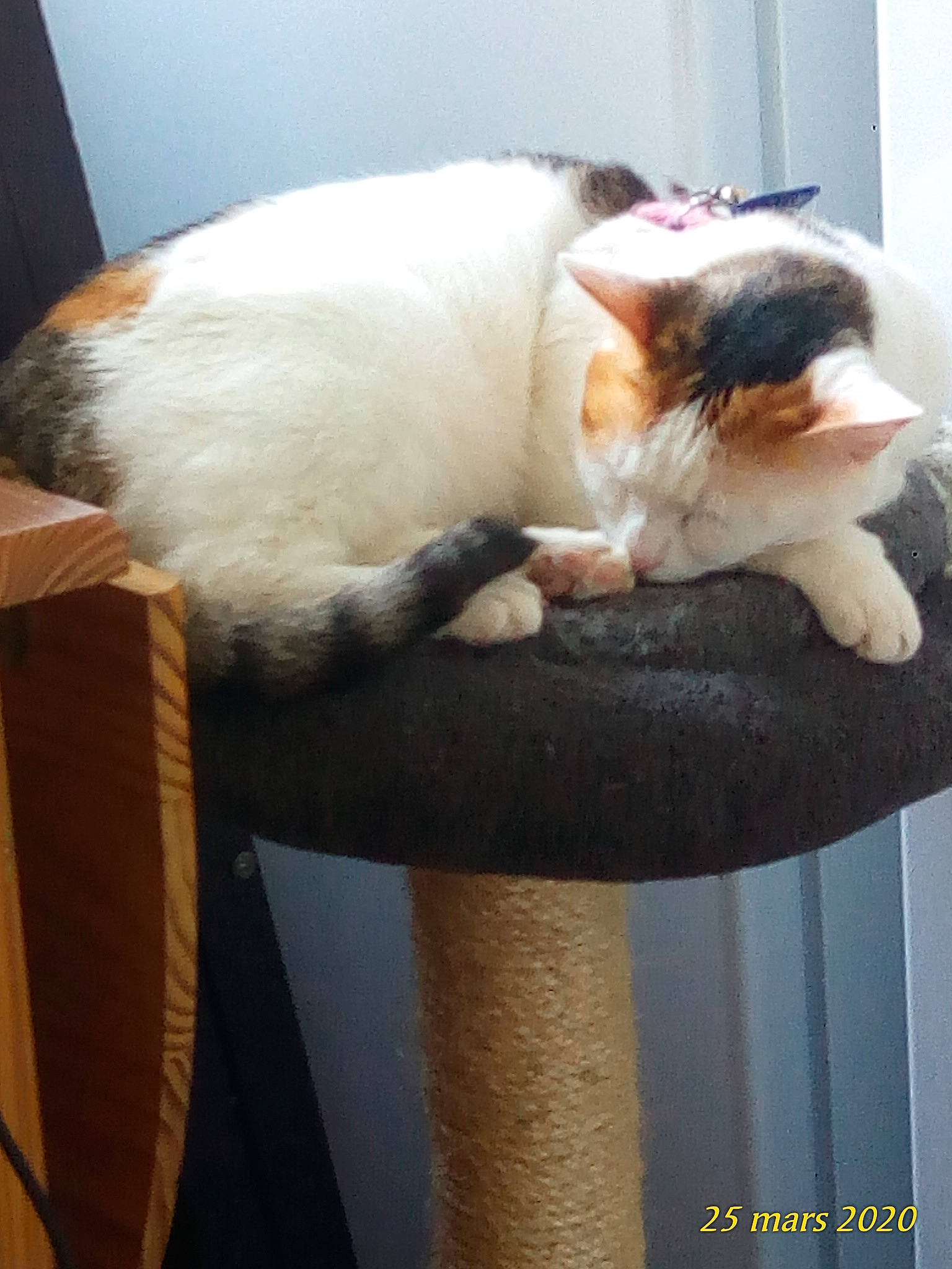 Olympe participe au concours pour gagner de l'argent avec cette photo : birman, carnivore, cat, fawn, felidae, fur, japanese_bobtail, small_to_medium_sized_cats, tail, turkish_van, whiskers