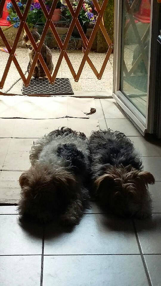 Cerise participe au concours pour gagner de l'argent avec cette photo : bolonka, canidae, carnivore, dog, dog_breed, glen_of_imaal_terrier, labradoodle, non_sporting_group, pumi, puppy, schnoodle, shih_tzu, sporting_group, terrier, tibetan_terrier