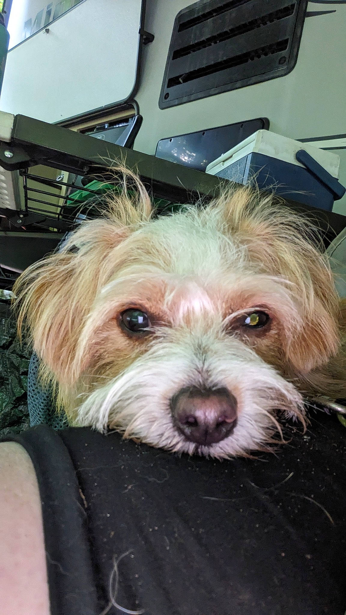 Scrappy joined the competition — help win amazing prizes! biewer_terrier, canidae, carnivore, companion_dog, dog, dog_breed, eyewear, fashion_accessory, fur, maltepoo, small_terrier, snout, sporting_group, terrier, toy_dog, yorkipoo