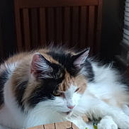 Zena joined the competition — help win amazing prizes! animal, blinds, calico, cat, cozy, domestic, ears, fluffy, fur, indoor, mammal, paws, pet, relaxing, resting, sleeping, tablecloth, whiskers, window, wooden_chair