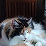 animal, blinds, calico, cat, cozy, domestic, ears, fluffy, fur, indoor, mammal, paws, pet, relaxing, resting, sleeping, tablecloth, whiskers, window, wooden_chair