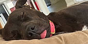 Ziva is registered to the contest to win money with this photo: dog, sleeping, brown_dog, tongue_out, collar, indoor, cushion, resting, pet, close_up, animal, cute, relaxed, cozy, home, canine, nap, fur, muzzle, quiet