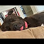 dog, sleeping, brown_dog, tongue_out, collar, indoor, cushion, resting, pet, close_up, animal, cute, relaxed, cozy, home, canine, nap, fur, muzzle, quiet