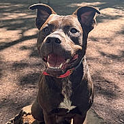 Ziva is registered to the contest to win money with this photo: dog, canine, pet, animal, forest, tree_stump, outdoor, sunlight, smiling, happy, ears, collar, nature, woods, daylight, tongue, brown, muzzle, sitting, playful