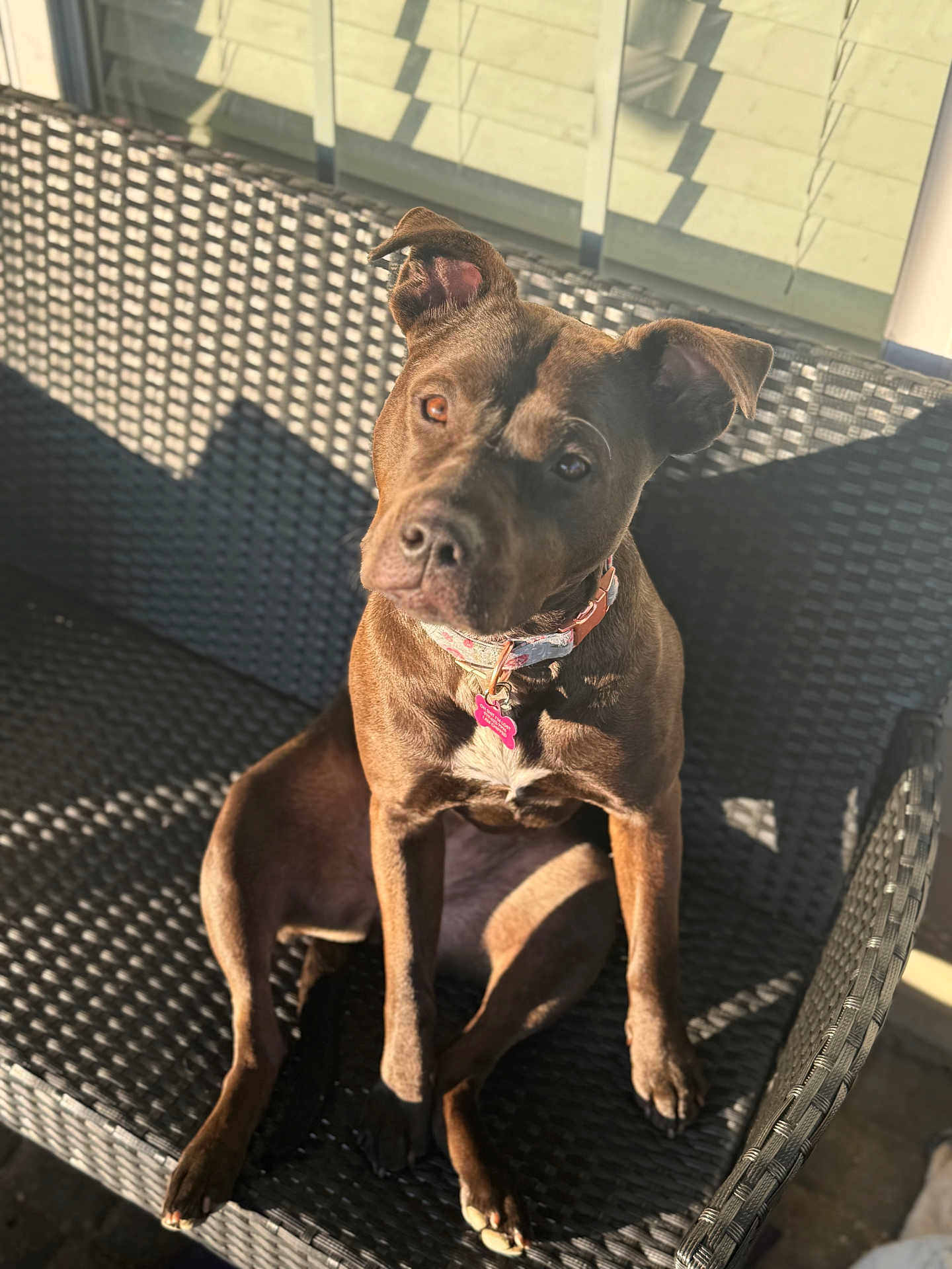 Ziva