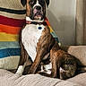 Finley joined the competition — help win amazing prizes! dog, boxer, brindle, pet, canine, couch, blanket, striped_blanket, indoor, living_room, furniture, collar, seated, portrait, alert, brown, white, fur, animal, home