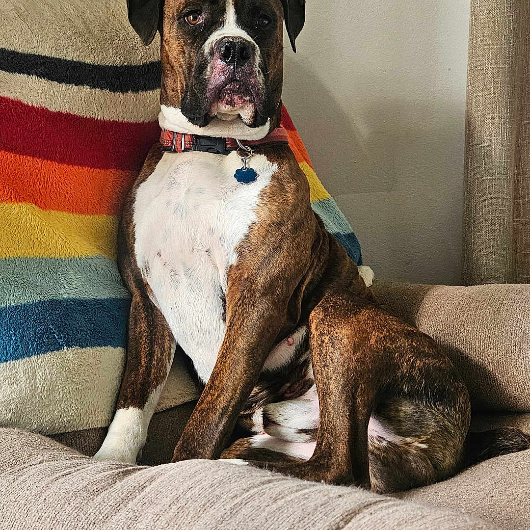 Finley joined the competition — help win amazing prizes! dog, boxer, brindle, pet, canine, couch, blanket, striped_blanket, indoor, living_room, furniture, collar, seated, portrait, alert, brown, white, fur, animal, home