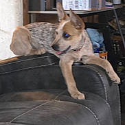 Alice joined the competition — help win amazing prizes! animal, brown, canine, chair, companion, cute, dog, domestic, ears, furniture, home, indoor, leather, pet, relaxed, resting, sitting, spot, tongue, young