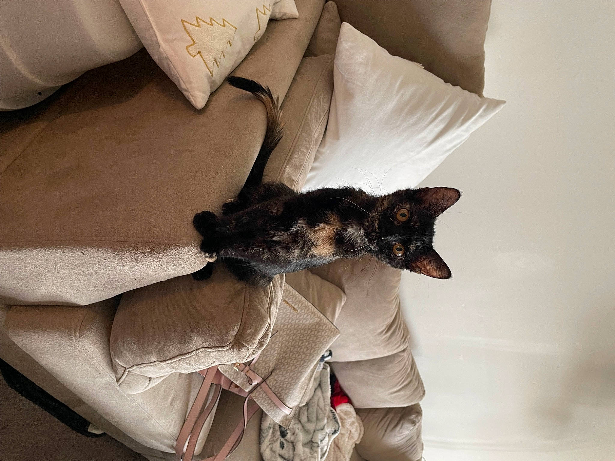 Xion joined the competition — help win amazing prizes! boot, carnivore, comfort, companion_dog, dog, dog_breed, dress, fawn, felidae, fur, grey, human_leg, linens, pillow, sleeve, small_to_medium_sized_cats, tail, textile, thigh, whiskers