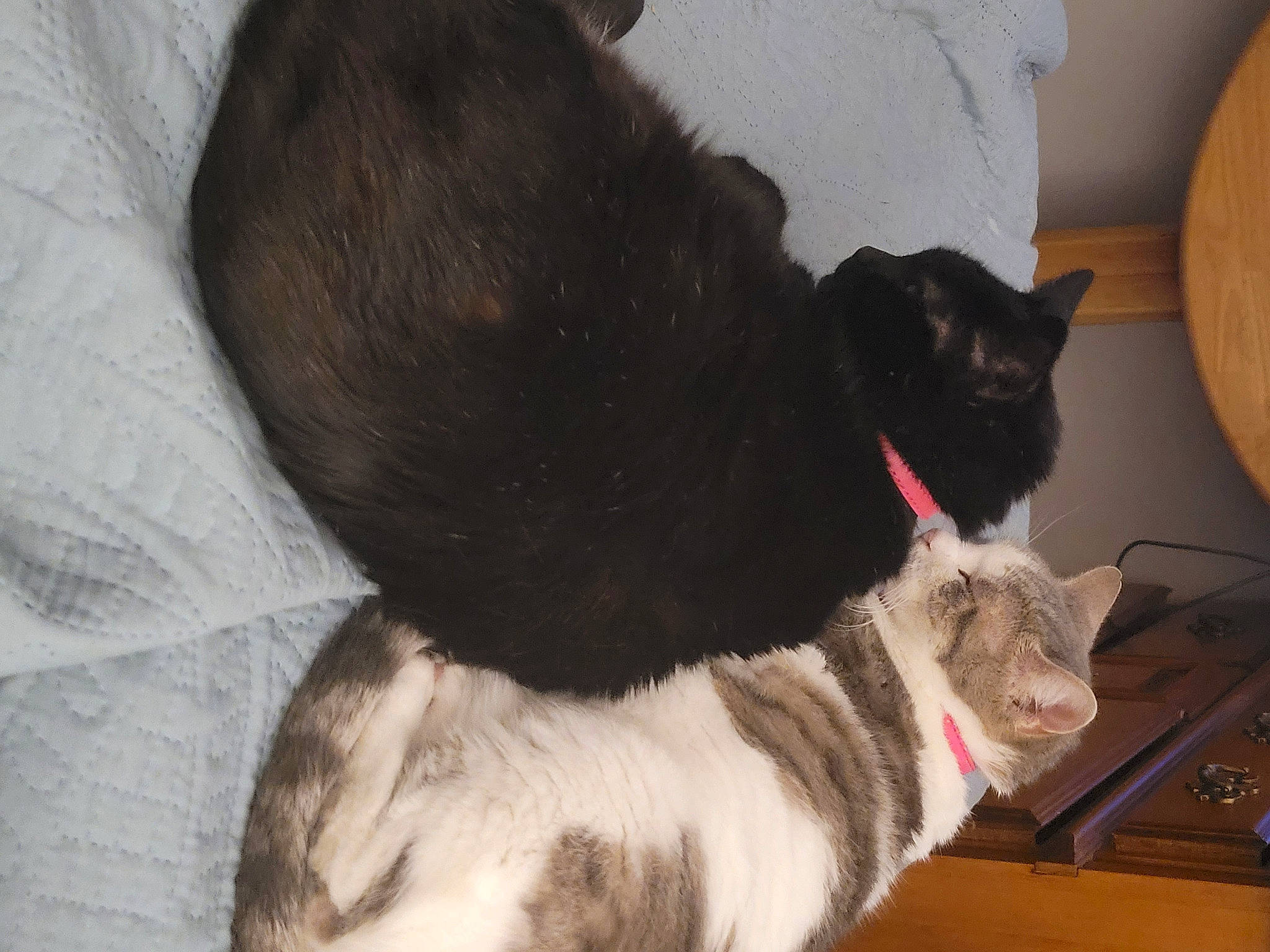 Khloe is registered to the contest to win money with this photo: black_cat, box, carnivore, cat, cat_supply, claw, collar, comfort, domestic_short_haired_cat, felidae, fur, grey, paw, pet_supply, small_to_medium_sized_cats, snout, tail, whiskers, wood