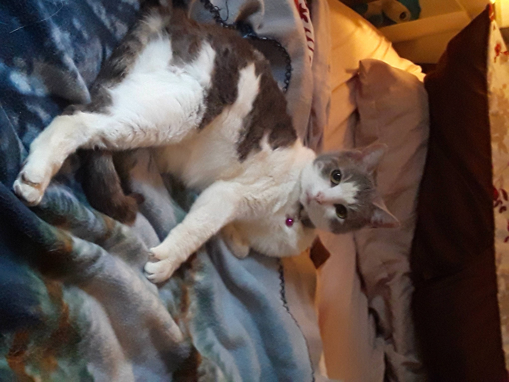 Khloe is registered to the contest to win money with this photo: canidae, carnivore, cat, claw, comfort, companion_dog, dog_breed, domestic_short_haired_cat, fawn, felidae, fur, linens, nap, small_to_medium_sized_cats, sporting_group, tail, whiskers, wood