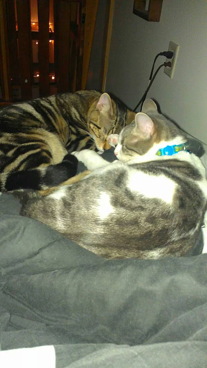 Khloe is registered to the contest to win money with this photo: bed, carnivore, cat, cat_bed, cat_supply, comfort, domestic_short_haired_cat, felidae, fur, grey, linens, mammal, nap, small_to_medium_sized_cats, snout, tail, terrestrial_animal, textile, vertebrate, whiskers